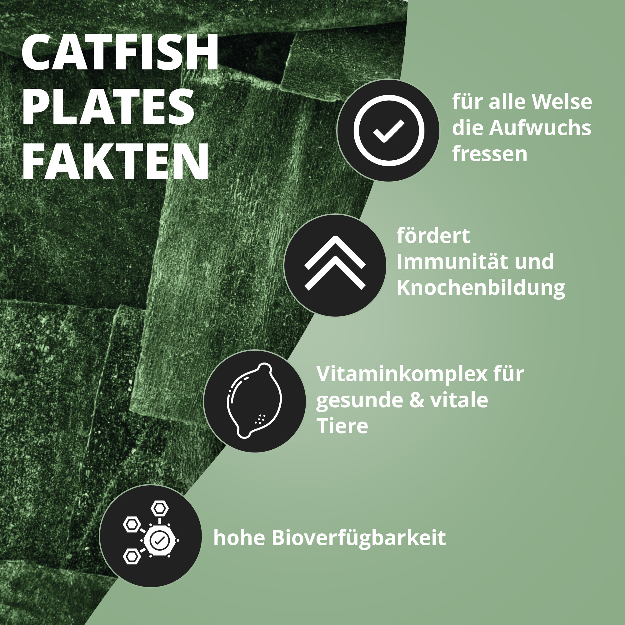 Infografik zu Catfish Plates: Vorteile für Welse